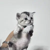 توله (بچه) گربه بریتیش خوشگل