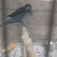 راهب مولد|پرنده|تهران, مقدم|دیوار