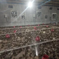 وام شخصی با سود ماهیانه مطمئن (قرارداد رسمی)