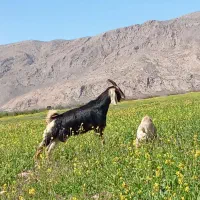 باسلام فروش ۱۰ ارس بزروزگاریی دوقلو زا شیریی