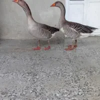فروش یکجفت غازماده با ۴تاجوجه ۱۰روزه