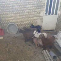 شیش‌راس بزغاله‌‌دونی‌۴‌تومان‌مخصوص‌قربانی‌‌وداشت|حیوانات مزرعه|اراک, |دیوار