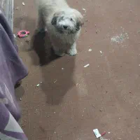 سک خیلی خب|سگ|چهاردانگه (تهران), |دیوار