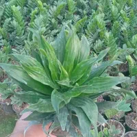 تولیدی گل و گیاه زینتی