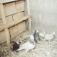 پرشی|حیوانات|خرمدشت, |دیوار