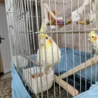 دو عدد عروس هلندی سالم وزیبا