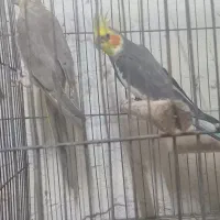 دوجفت طوطی عروسی مولد و ماده تکی