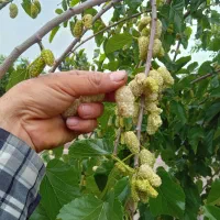 توت رسمی ،درخت توت سفید،نهال گلخانه نهالستان .مشهد