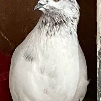 کفتر ماده