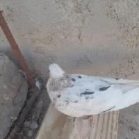 کبوتر هفت رنگ|پرنده|زابل, |دیوار