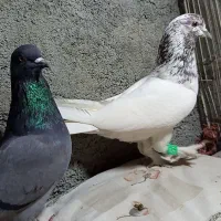 کبوتر پرشی پاکستانی و ایرانی