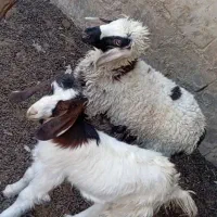 فرش..  بره و کهره چاق جفت 12500|فرش|زابل, |دیوار