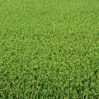 فروش و معاوضه زمین تجاری چغادک