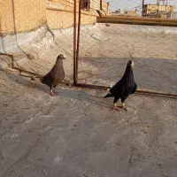 کفتر.کبوتر.|پرنده|شیراز, عادل آباد|دیوار