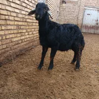 بره قوچ قره چال