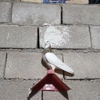 نر طوق سرخ دوری