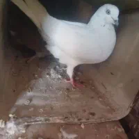 گم شده کفترسفید