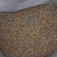 دان مرغ روغنی