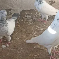 چند عدد کبوتر|پرنده|چمران, |دیوار