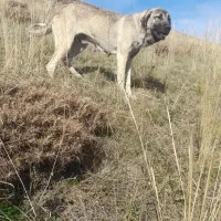 ماده عراقی ۱۵ ماهه اصل|سگ|مشگین شهر, |دیوار