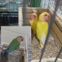 جوجه برزیلی