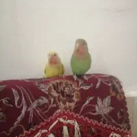 2 عدد جوجه طوطی برزیلی نر و ماده