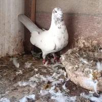 کبوتر|پرنده|رشت, شهرک صبا|دیوار