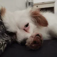 سگ پامر روباهی یک ساله|سگ|دزفول, |دیوار