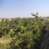 باغ مشجر ۶۰۰متری