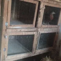 فروش جفت کن کبوتر|لوازم جانبی حیوانات|بابل, |دیوار