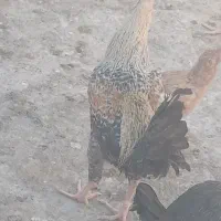 مرغ خروس. لاری . تخم بت|حیوانات مزرعه|زابل, |دیوار