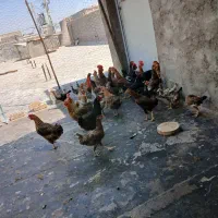 فروش مرغ تخم گذار و خروس خانگی بابهترین قیمت