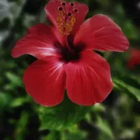 انواع گل رونده