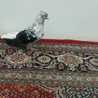 کفتر سوسکی|پرنده|کبودرآهنگ, |دیوار