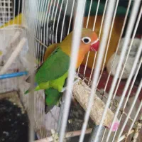 یک جفت کوتوله فیشر