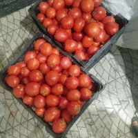 گوجه|خوردنی و آشامیدنی|مرودشت, استادیوم|دیوار