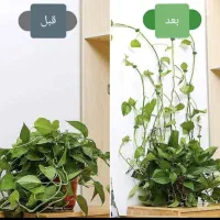 تنها نمایندگی اصلی قرص کود|گل و گیاه طبیعی|تهران, چیتگر جنوبی|دیوار