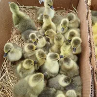 جوجه غاز های سنگین وزن