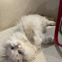 ۲ توله گربه بریتیش و مادر ( اصل )|گربه|تهران, آهنگ|دیوار