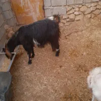 بز سانن با بز های محلی|حیوانات مزرعه|جره و بالاده, |دیوار