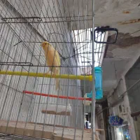 جفت قناری نر و ماده درجه 1