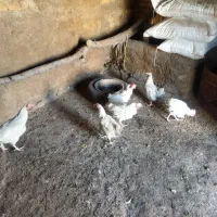 مرغ لگهورن|حیوانات مزرعه|قیدار, |دیوار