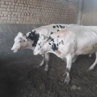 گوساله تلیسه چاق