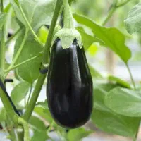 بادمجان لامپی