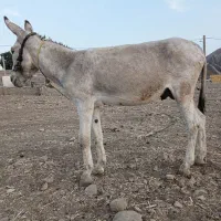 الاغ نر ۷ سال