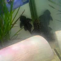 L204|ماهی|کرج, شاهین‌ویلا|دیوار