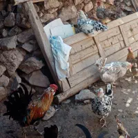 جوجه گلین|حیوانات مزرعه|یزد, |دیوار