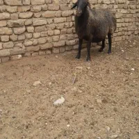 گوسفند