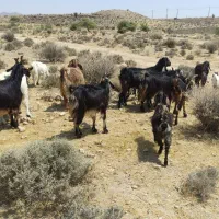 بز کهره دار