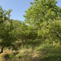 باغچه-فوری